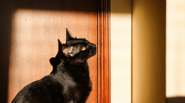Schwarze Katze sitzt aufmerksam am Türrahmen im Gegenlicht