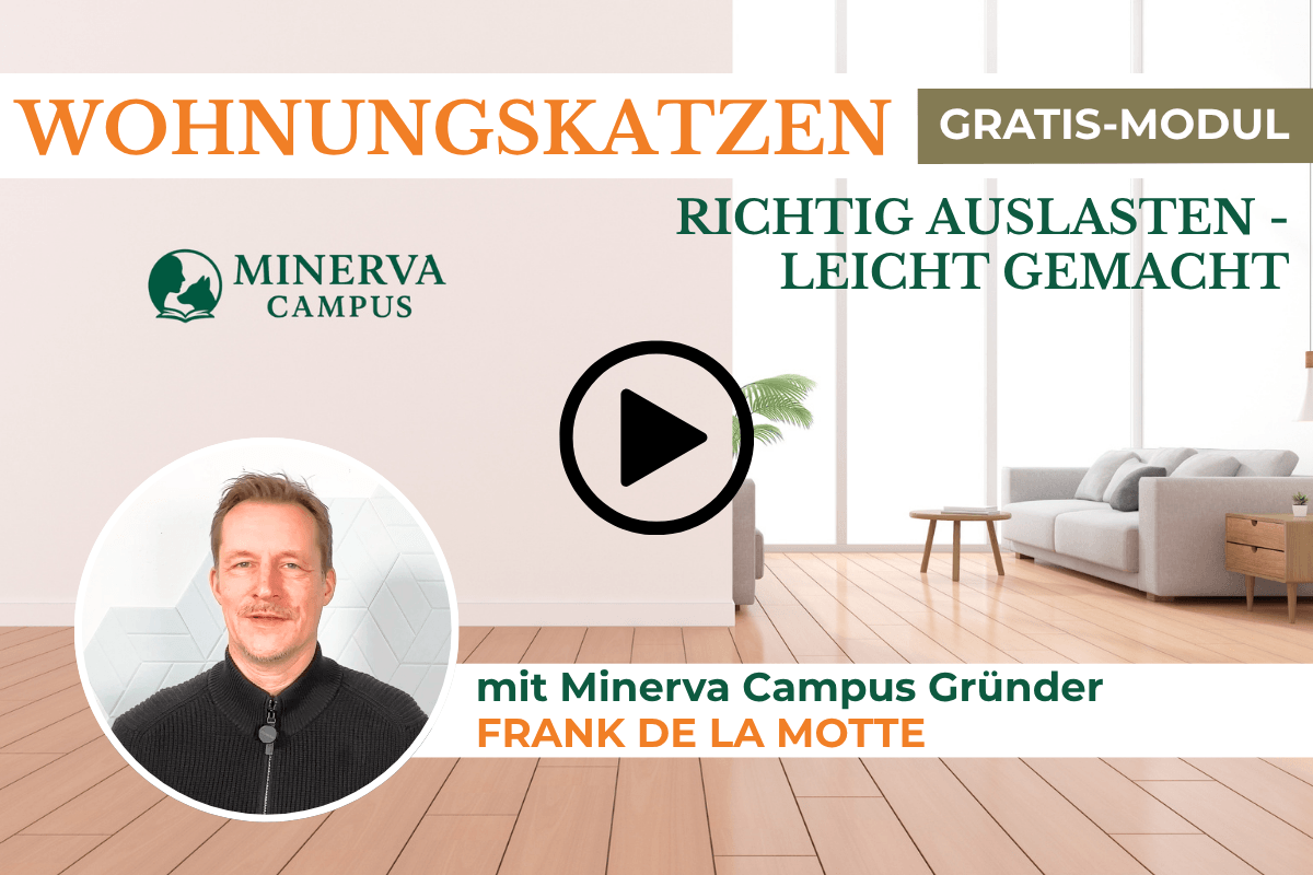 Themenmodul Wohnungskatzen: Richtig auslasten, leicht gemacht auf Minerva Campus