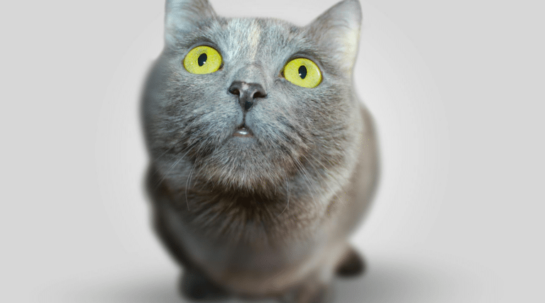 Graue Katze mit gelben Augen schaut aufmerksam nach oben