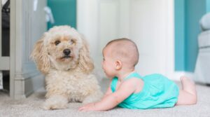 Baby liegt auf dem Teppich, daneben ein Hund, der ruhig zuschaut