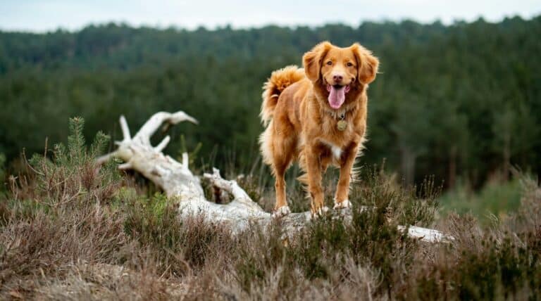 Retriever steht auf einem Baumstamm in der Heide und balanciert