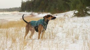 Hund im grün karierten Mantel steht in verschneiten Dünen am Waldrand