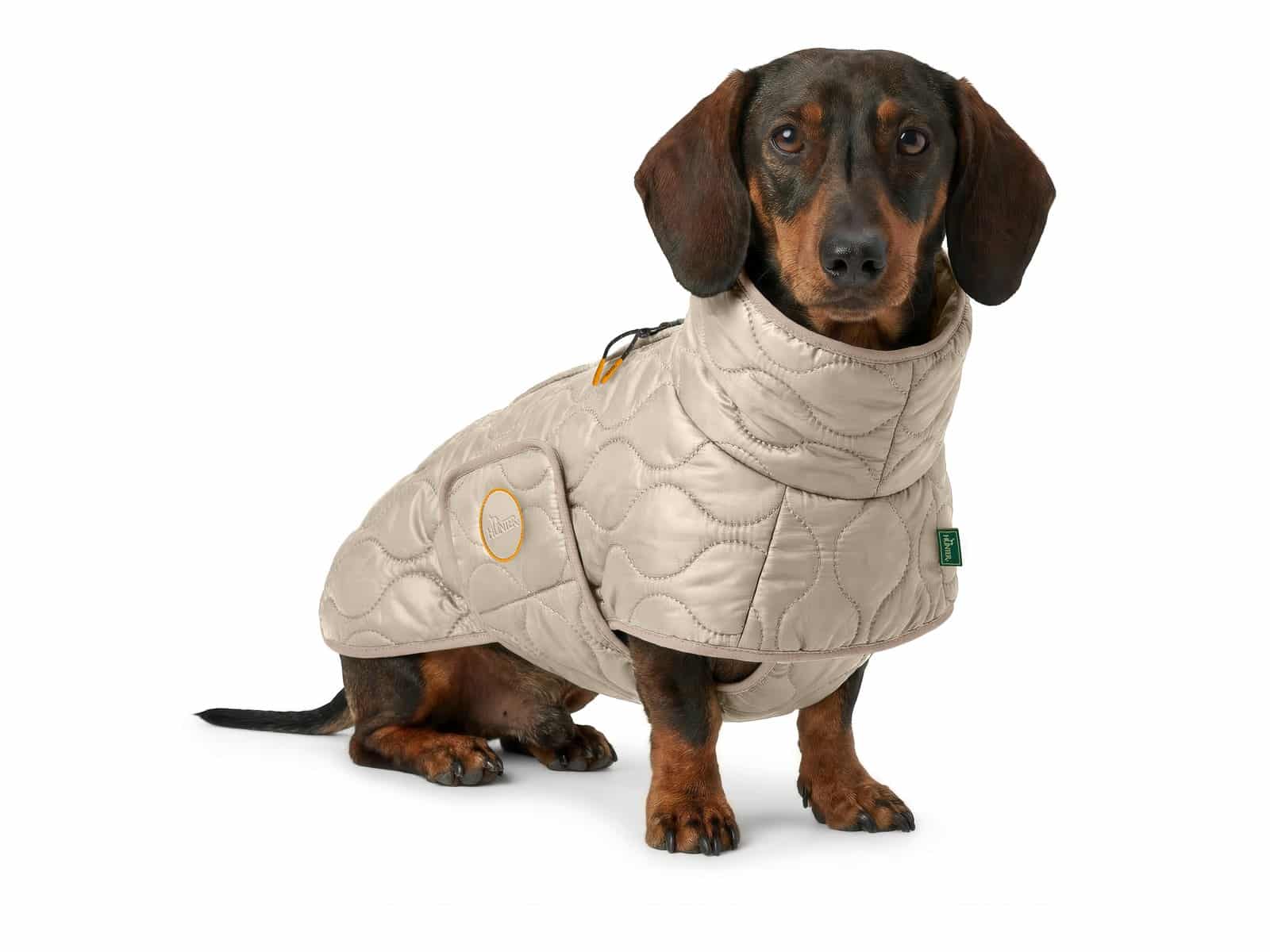 Dackel im HUNTER Hundemantel LUNDBY Dachshund in Greige mit hohem Kragen vor weißem Hintergrund