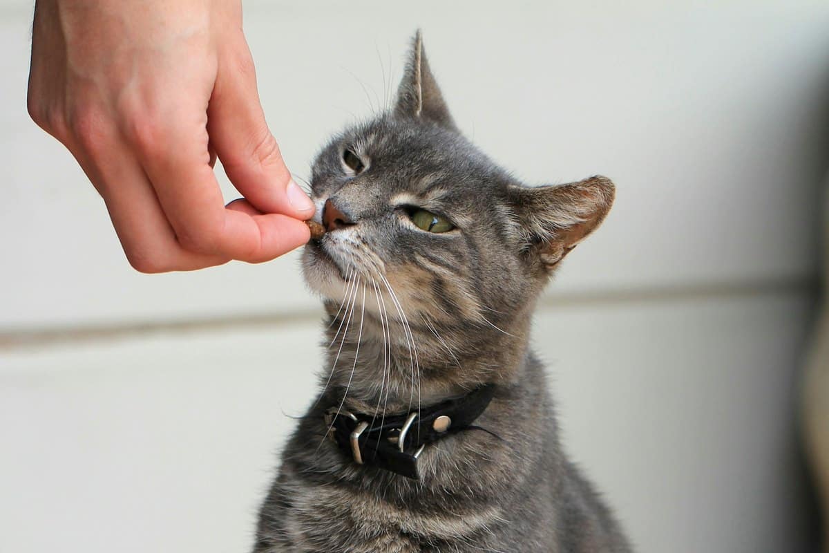 Graue Katze mit Halsband bekommt aus einer Hand ein Leckerli