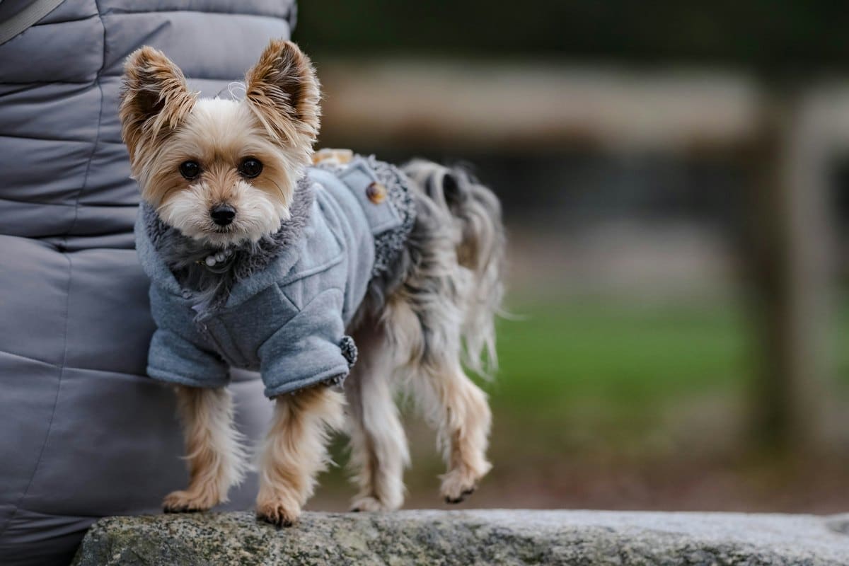 Yorkshire Terrier im grauen Mantel steht auf einem Stein