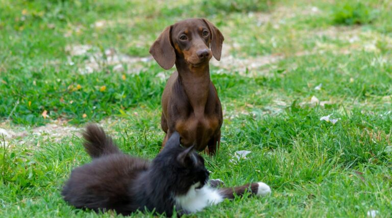 Brauner Dackel und schwarz-weiße Katze auf einer Wiese