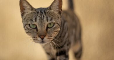 Ist deine Katze ein Psychopath? Ist deine Katze ein Psychopath?