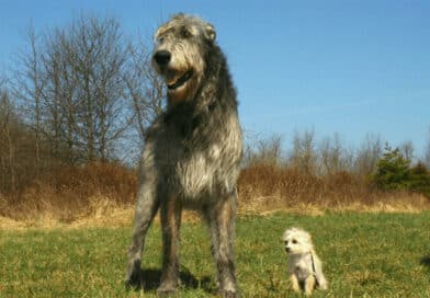 So ist der Irish Wolfhound