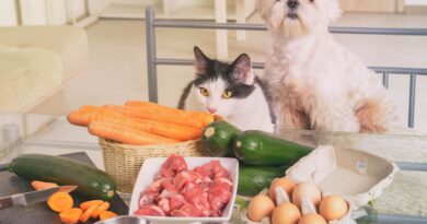 Umfrage: Kochen fürs Haustier?