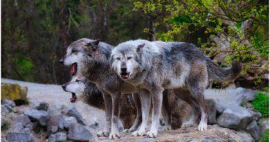 Wölfe führen, Hunde folgen – <span class= "slider-sub-title">  und beide kooperieren mit dem Menschen</span>